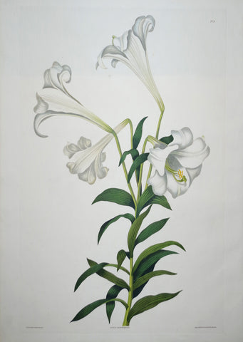 Priscilla Susan Bury (1799-1872), Lilium Longiflorum 8