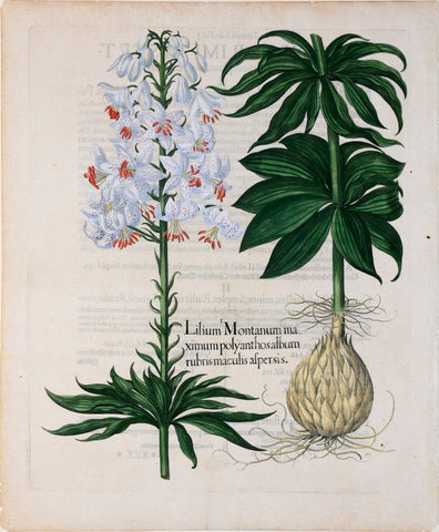 Basilius Besler (1561-1629), Lilium Montanumma ximum polyanthosalbum