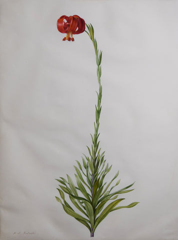 Pierre-Joseph Redouté (Belgian, 1759-1840), “Red Turk’s Cap” Lilium chalcedonicum