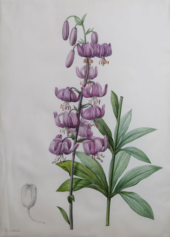 Pierre-Joseph Redouté (Belgian, 1759-1840), “Martagon Lily” Lilium martagon