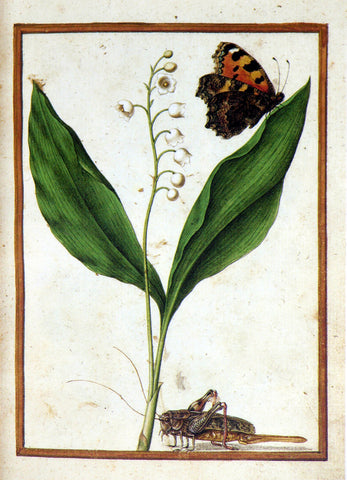 Jacques le Moyne de Morgues (French, ca. 1533-1588), Lily of the Valley with butterfly and grasshopper