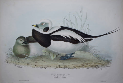 John Gould (1804-1881), Long-tailed duck