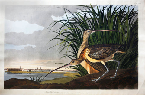 John James Audubon (1785-1851), Plate CCXXXI Long-Billed Curlew