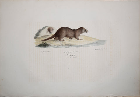 Frederic Cuvier (1769-1832) & Geoffroy Saint-Hilaire (1772-1844), Loutre - Otter
