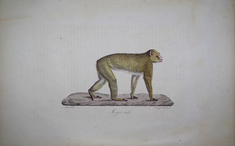 Frederic Cuvier (1769-1832) & Geoffroy Saint-Hilaire (1772-1844), Magot Male