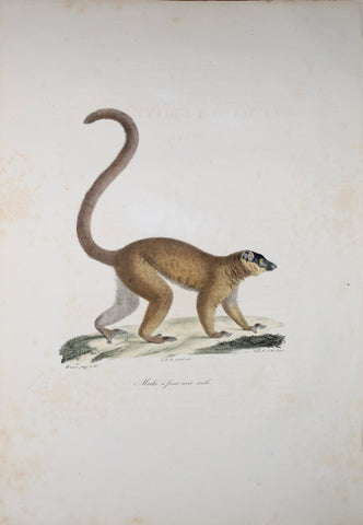 Frederic Cuvier (1769-1832) & Geoffroy Saint-Hilaire (1772-1844), Maki a front noir male - Lemur