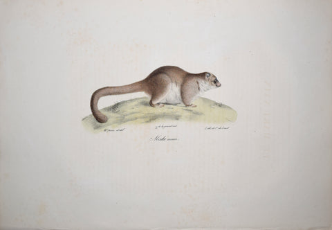 Frederic Cuvier (1769-1832) & Geoffroy Saint-Hilaire (1772-1844), Maki nain - Lemur