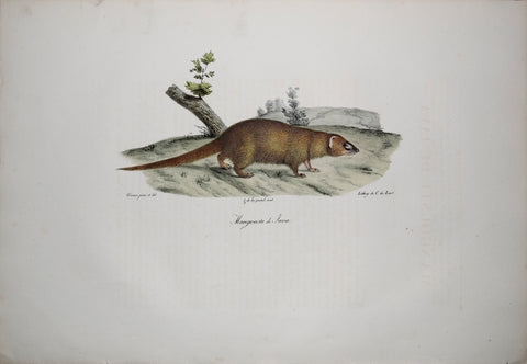 Frederic Cuvier (1769-1832) & Geoffroy Saint-Hilaire (1772-1844), Mangouste de Java - Small Asian Mongoose