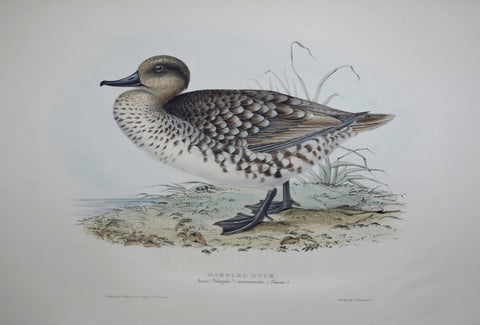 John Gould (1804-1881), Marbled Duck