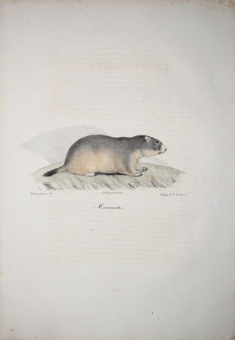 Frederic Cuvier (1769-1832) & Geoffroy Saint-Hilaire (1772-1844), Marmotte - Marmot