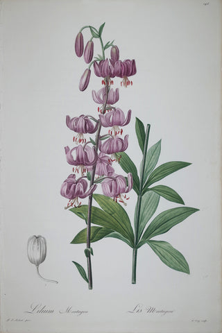 Pierre Joseph Redouté (1759-1840), Martagon Lily, Plate 146