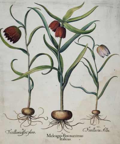 Basilius Besler (1561-1629), Meleagris flos maximus Italicus