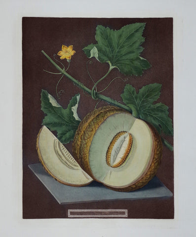 George Brookshaw (1751-1823), Melon, Pl LXIX