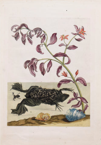 Maria Sibylla Merian (1647-1717), Plate 59