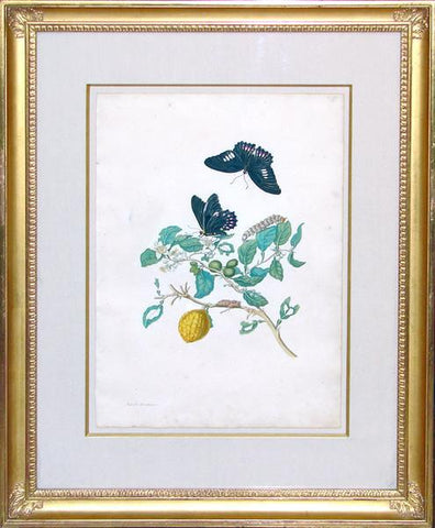 Maria Sibylla Merian (1647-1717), The Citron Tree