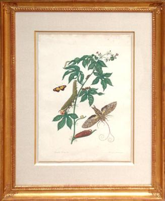 Maria Sibylla Merian (1647-1717), Cotton Leaf Jatropha and Mimicry Moth