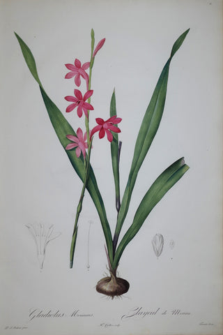 Pierre Joseph Redouté (1759-1840), Meriana Watsonia, Plate 11