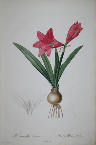 Pierre Joseph Redouté (1759-1840), Mexican Lily Queens Horse-Star, Plate 9