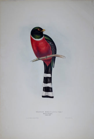 John Gould (1804-1881), Mexican Trogan