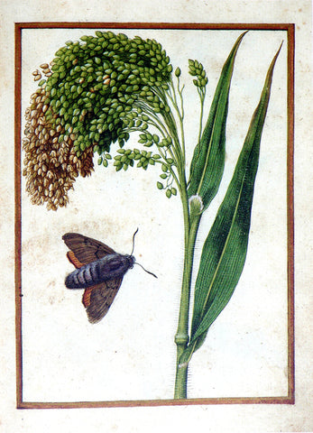 Jacques le Moyne de Morgues (French, ca. 1533-1588), Millet and Moth