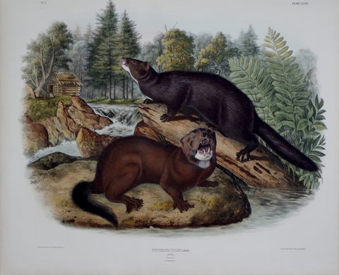 John James Audubon (1785-1851) & John Woodhouse Audubon (1812-1862), Mink Pl. XXXIII