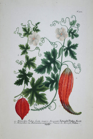 Johann Wilhelm Weinmann (died 1741), Momordica Indica fructu N735