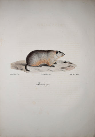 Frederic Cuvier (1769-1832) & Geoffroy Saint-Hilaire (1772-1844), Monax gris - Groundhog