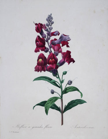 ﻿Pierre Joseph Redoute (1759-1840), Muflier a grandes fleurs
