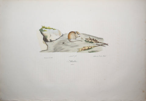 Frederic Cuvier (1769-1832) & Geoffroy Saint-Hilaire (1772-1844), Mulos