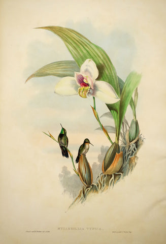 John Gould (1804-1881), Myiabeillia Typica