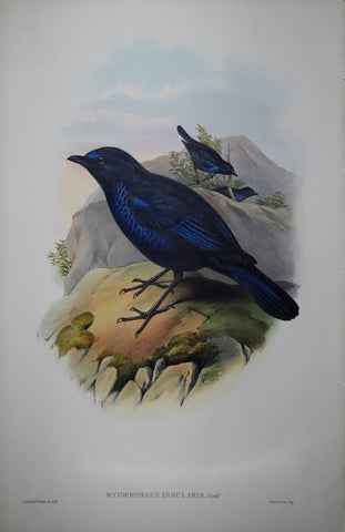 John Gould (1804-1881), Myiophoneus Insularis Pl. 179