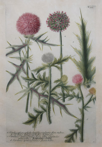 Johann Wilhelm Weinmann (died 1741), Cardua Sphareocephalus latifolius vulgaris flore rubro N315