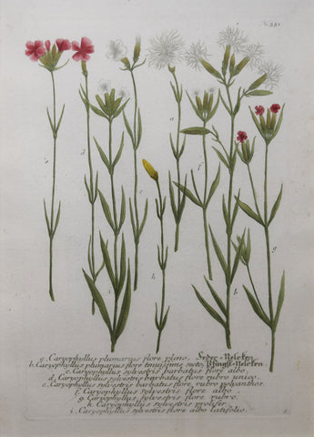 Johann Wilhelm Weinmann (died 1741), Caryophyllus plumarius flore pleno N331