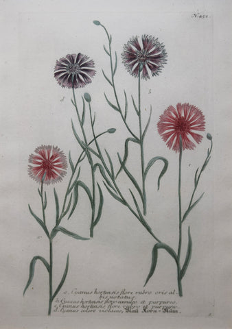 Johann Wilhelm Weinmann (died 1741), Cyanus hortensis flore rubro oris N452
