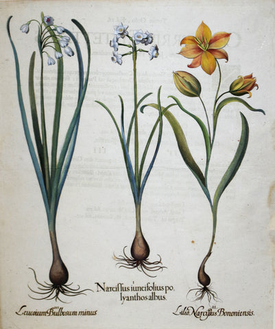 Basilius Besler (1561-1629), Narcillus Iuncifolius polyanthos albus