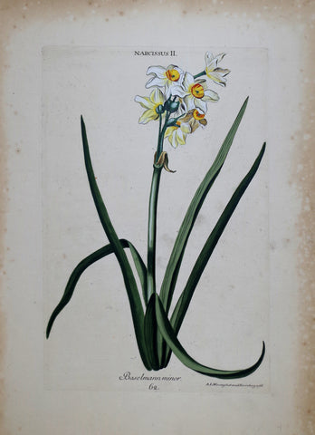 Georg Ehret (1708-1770), Narcissus II P 62
