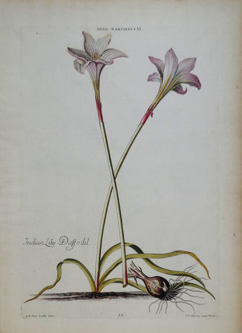 Georg Ehret (1708-1770), Narcissus VI P37