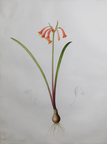 Pierre-Joseph Redouté  (Belgian, 1759-1840), “Narrow-leaved Brandlily” Crythantus angustifolius