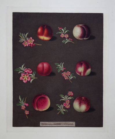 George Brookshaw (1751-1823), Nectarines, Pl XXXIV