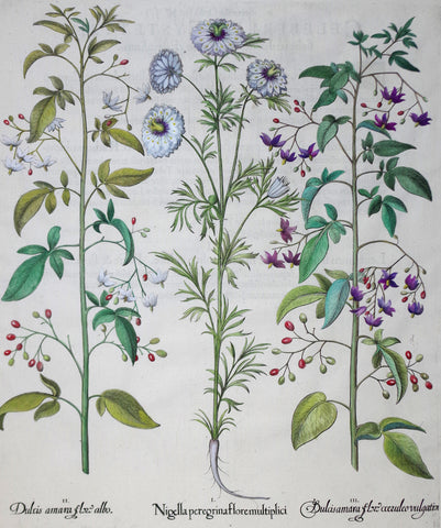 Basilius Besler (1561-1629), Nigella peregrina flore multiplici