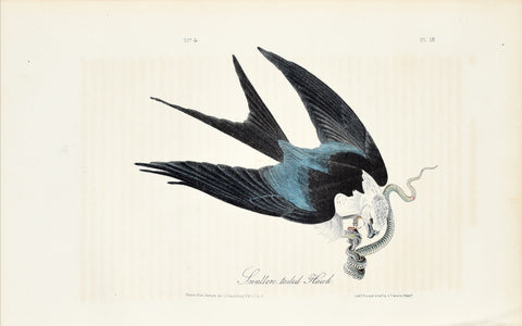 John James Audubon (American, 1785-1851), Pl 18 - Swallow-tailed Hawk