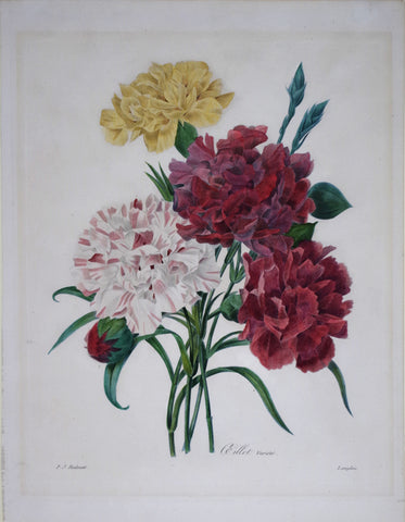 ﻿Pierre Joseph Redoute (1759-1840), Oeillet variete