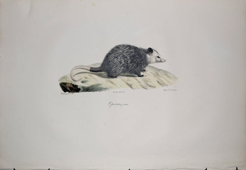 Frederic Cuvier (1769-1832) & Geoffroy Saint-Hilaire (1772-1844), Opossum - jeune