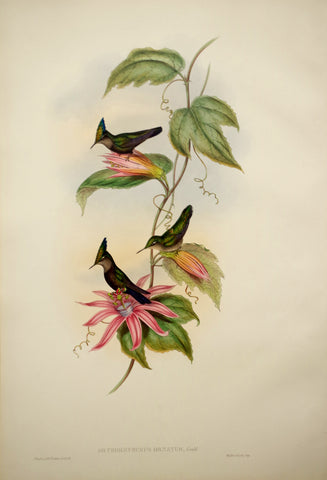 John Gould (1804-1881), Orthorhynchus ornatus