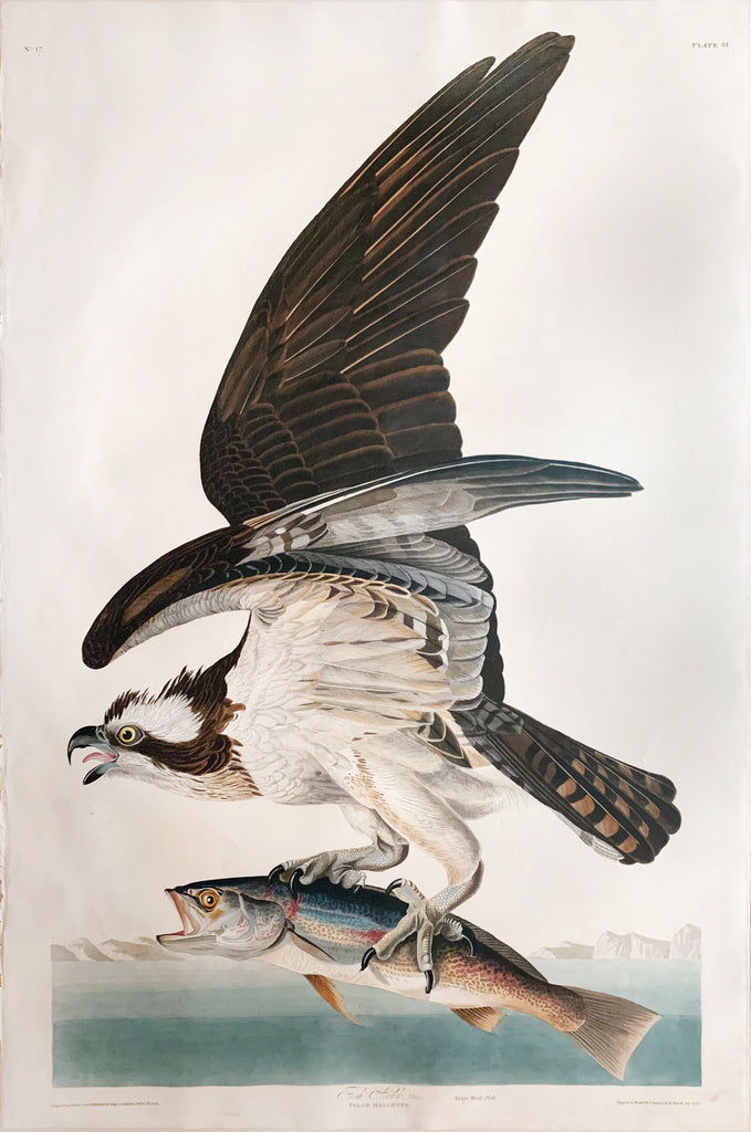 John James Audubon (1785-1851), Plate LXXXI Fish Hawk or Osprey ...