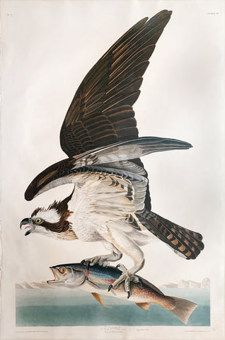 John James Audubon (1785-1851), Plate LXXXI Fish Hawk or Osprey