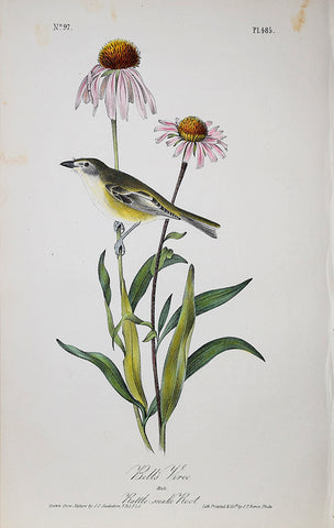 John James Audubon (American, 1785-1851), Pl 485 - Bell's Vireo
