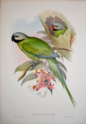 John Gould (1804-1881), Palaeornis Caniceps