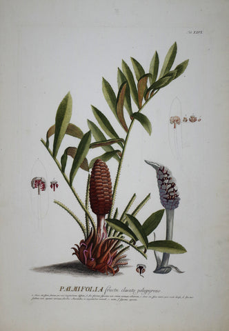 Georg Ehret (1708-1770), Palmifolia tab XXVI