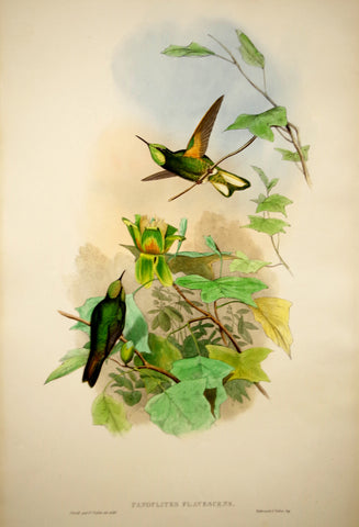 John Gould (1804-1881), Panoplites Flavescens